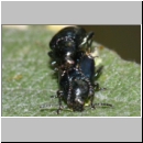 Phratora sp - Blattkaefer 01b 6mm.jpg